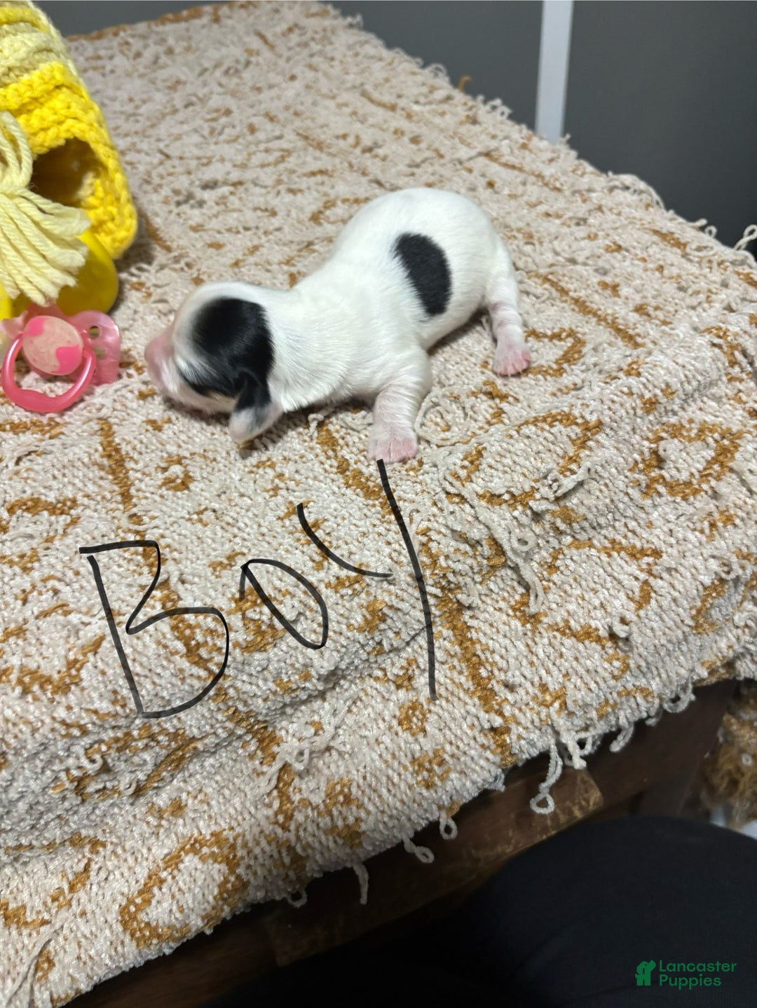 Miniature Dachshund dogs for sale: Norm - Ad 1