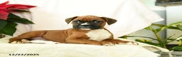 Boxer dogs for sale: Snowman - Ad 5