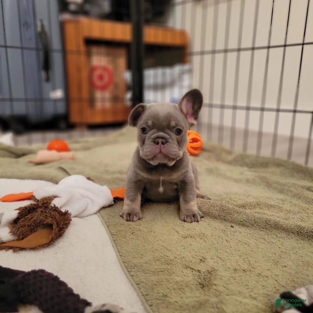 French Bulldog dogs for sale: Soni - Ad 5
