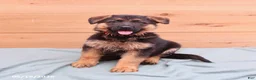 German Shepherd dogs for sale: Griffin - Ad 2