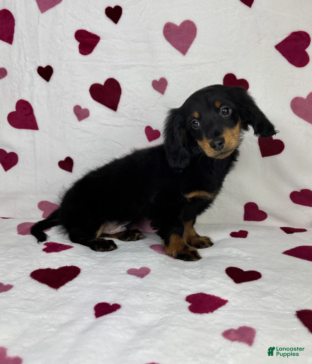 Dachshund dogs for sale: Mini Dachshund Puppy 1 - Ad 3