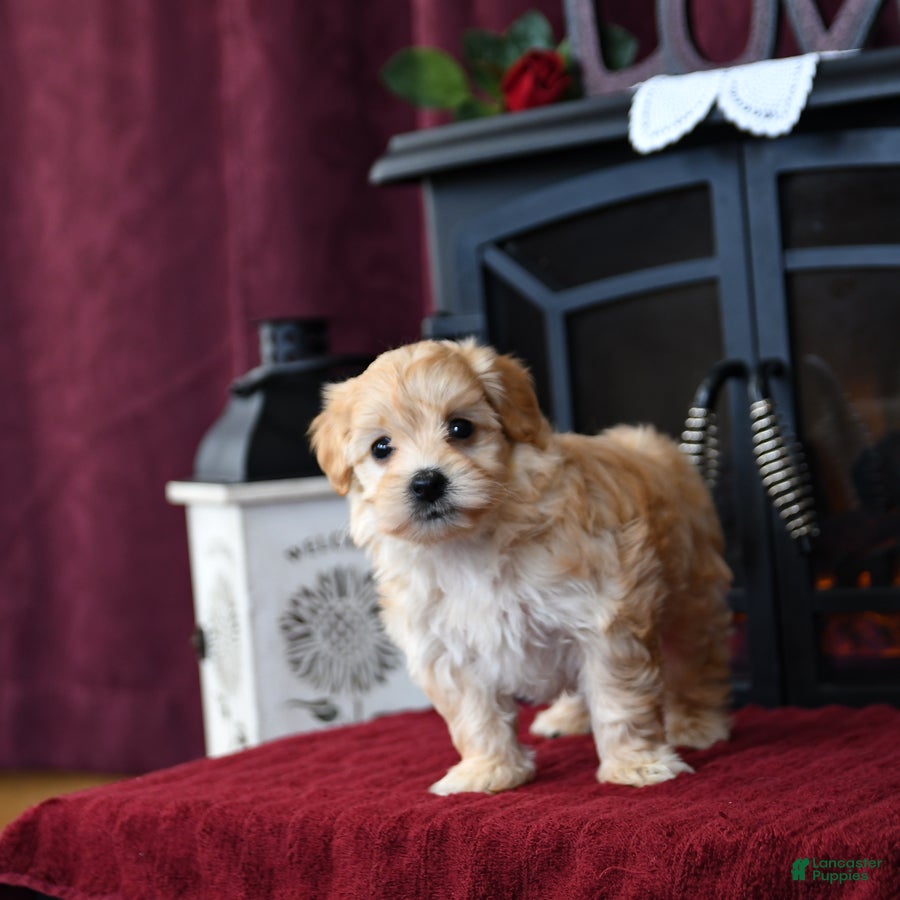 Maltipoo dogs Ashley - Ad 13