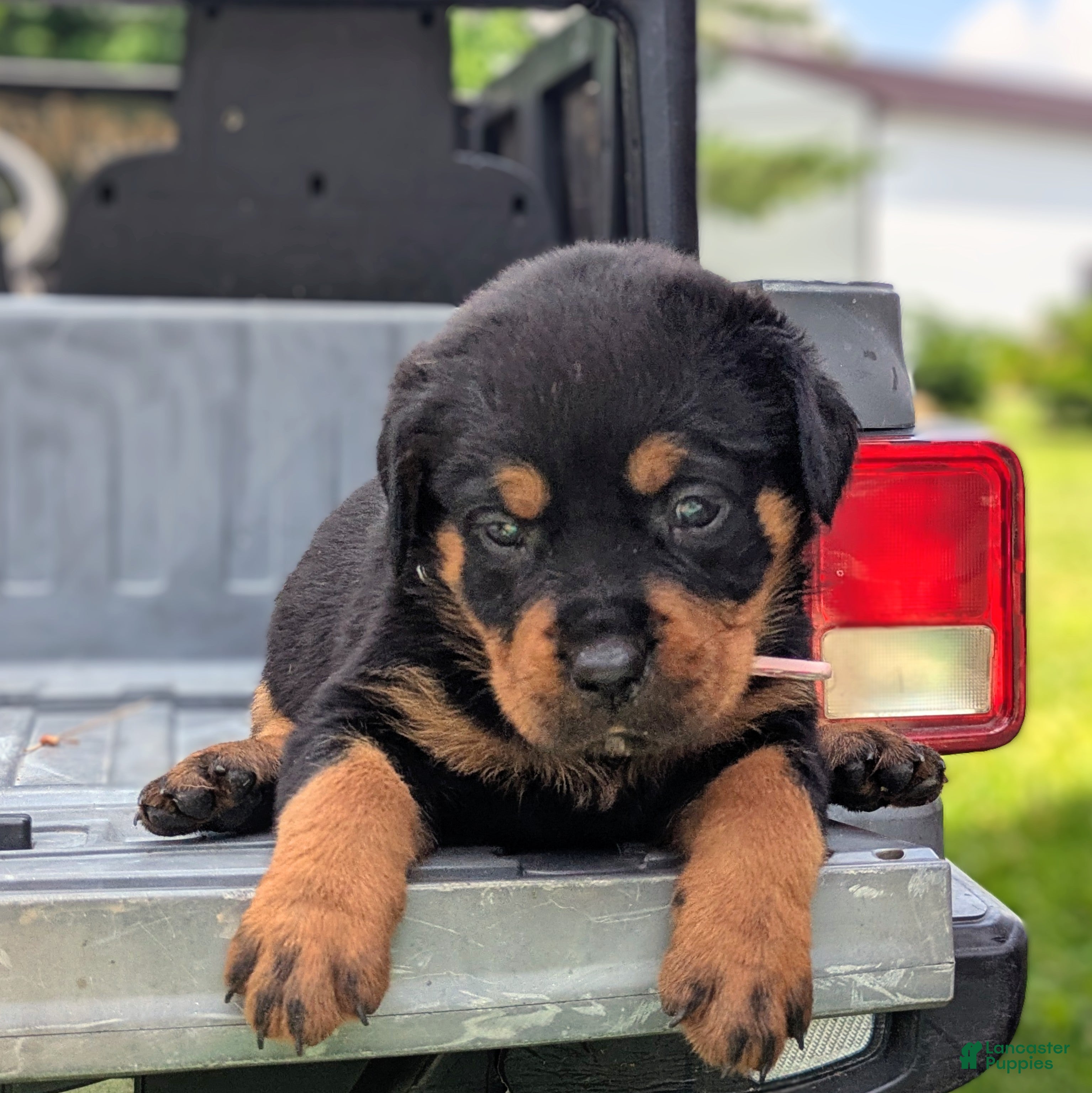 Rottweiler dogs Cobra - Ad 1