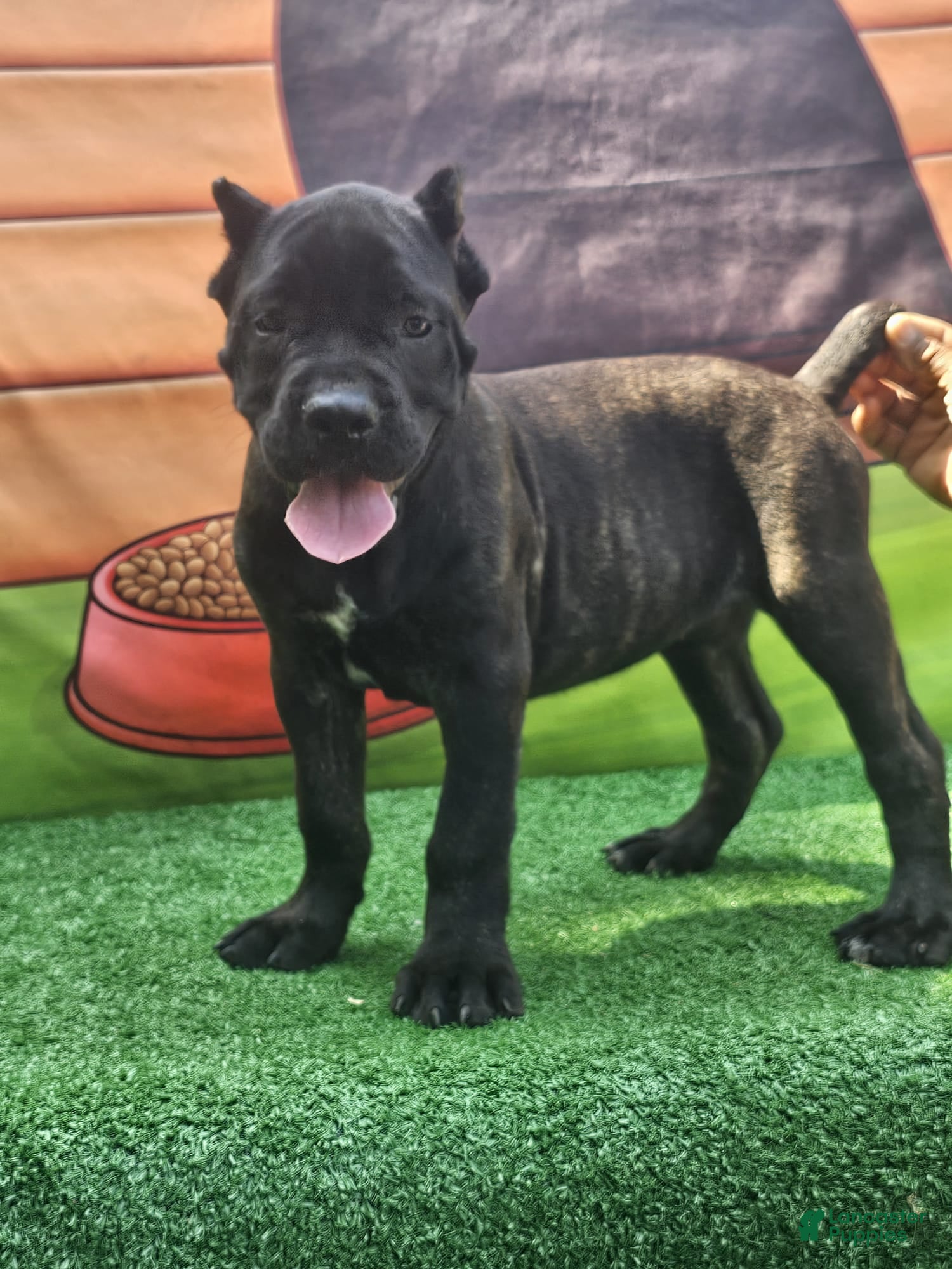 Cane Corso dogs SKY - Ad 1