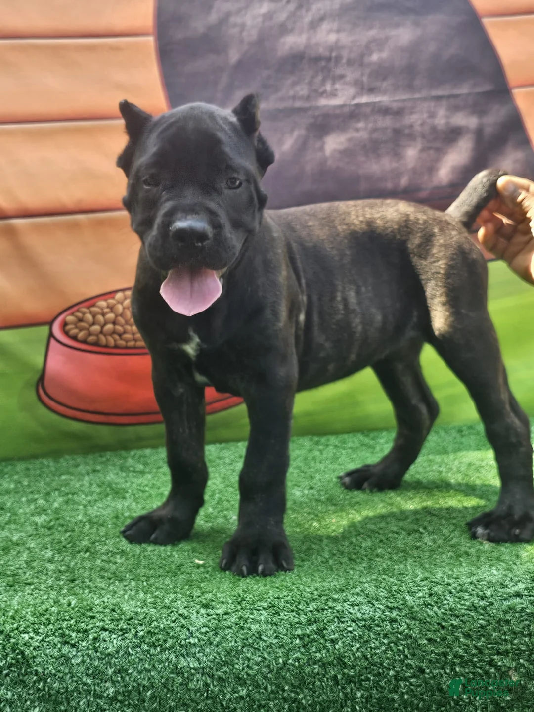 Cane Corso dogs for sale: SKY - Ad 1