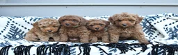 Toy Poodle dogs for sale: Flora   - Ad 5