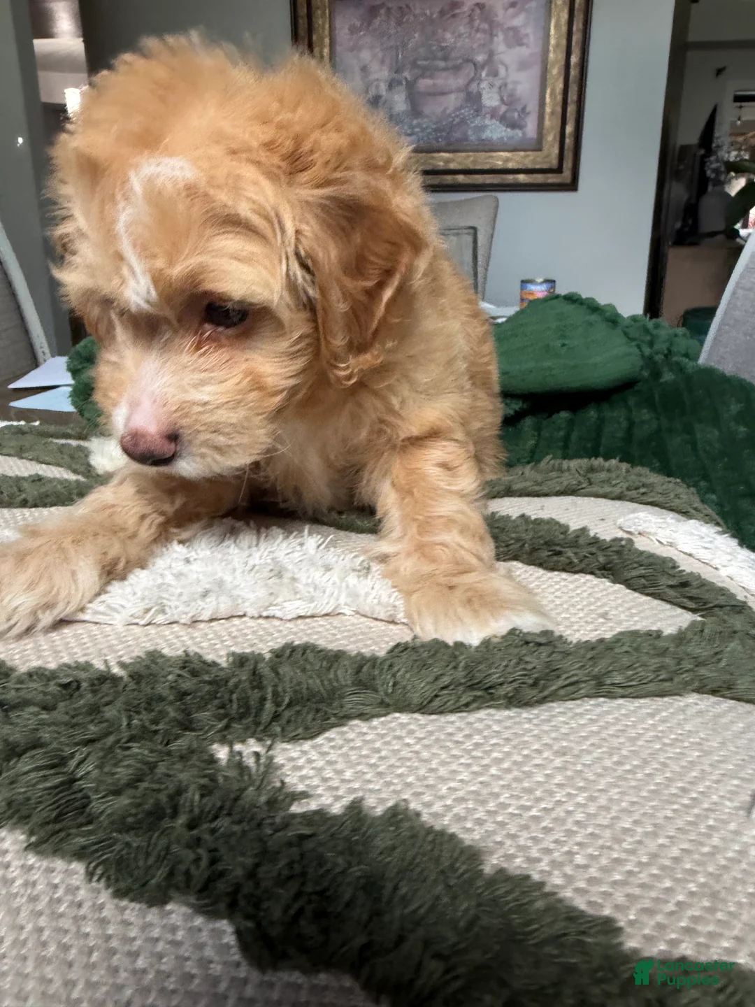 Mini Goldendoodle dogs for sale: Mini Goldendoodle 4 - Ad 2