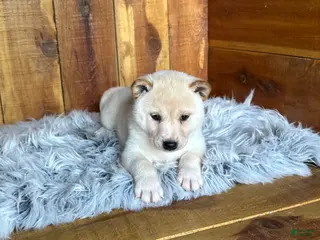 Shiba Inu dogs for sale: Shiba Inu Puppy 2 - Ad 2
