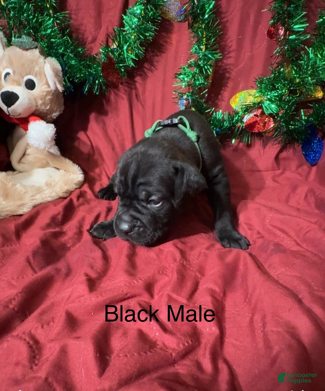 Cane Corso dogs for sale: Green - Ad 3