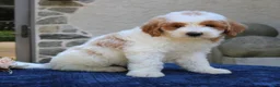 Goldendoodle dogs for sale: Dawson  - Ad 4