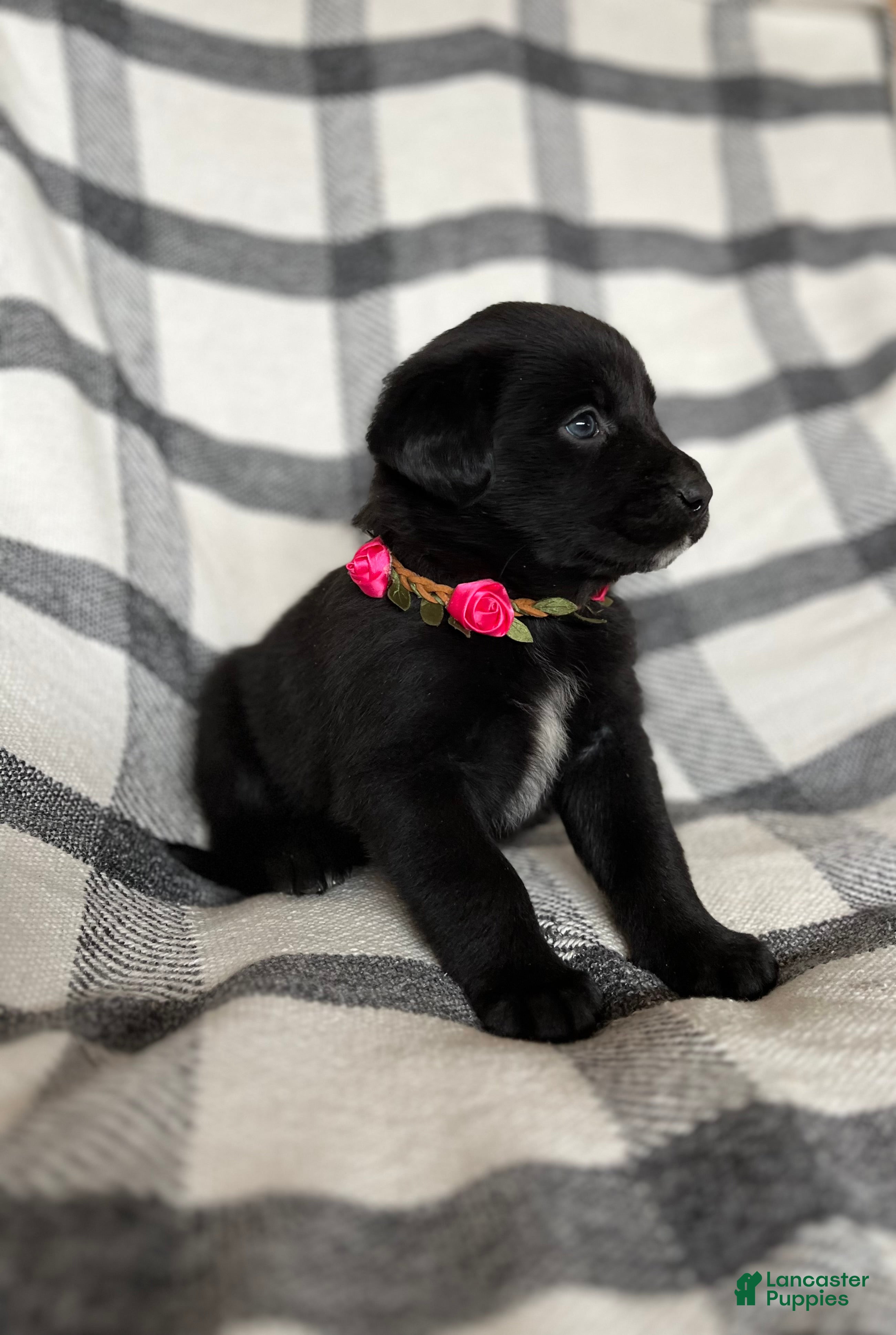 Mixed Breed dogs Cheyenne  - Ad 37