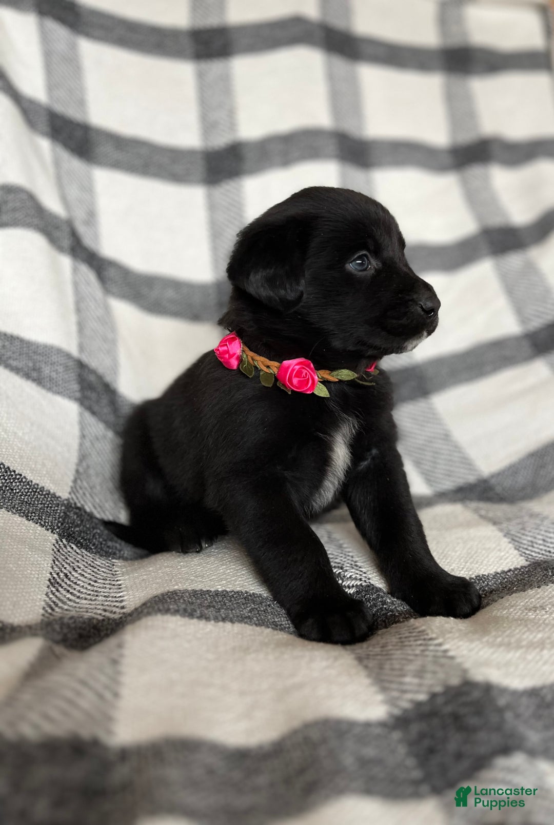 Mixed Breed dogs for sale: Cheyenne  - Ad 1