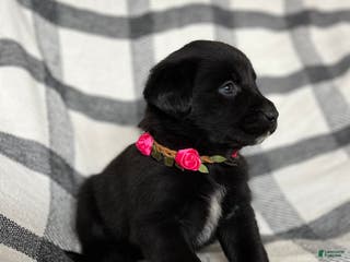 Mixed Breed dogs Cheyenne - Ad 10