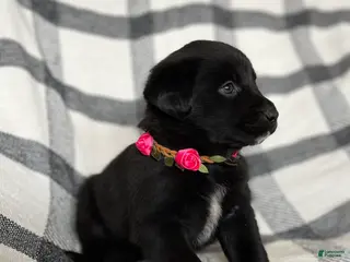 Mixed Breed dogs Cheyenne - Ad 7