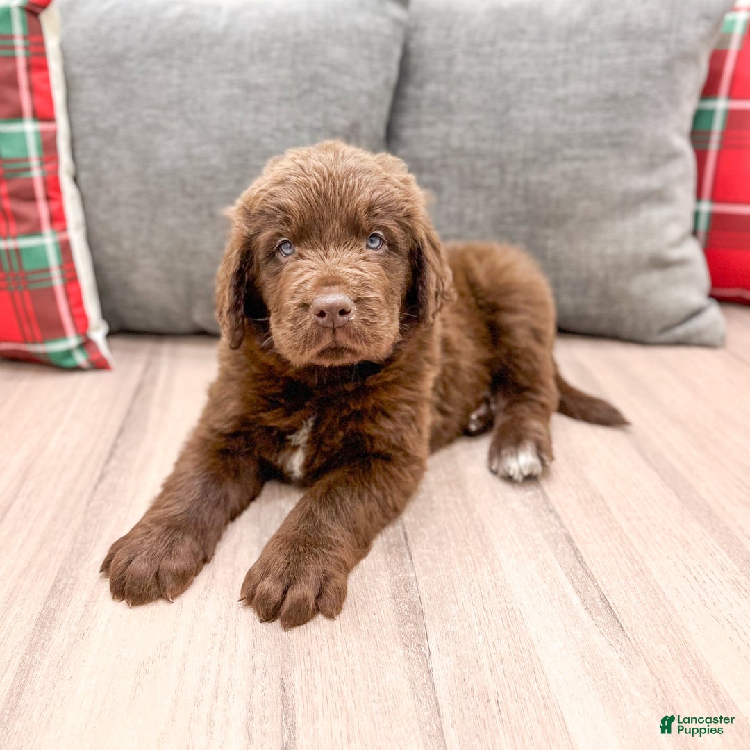 Newfoundland dogs for sale: Chance - Ad 2