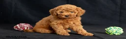 Mini Goldendoodle dogs for sale: Dianna - Ad 3