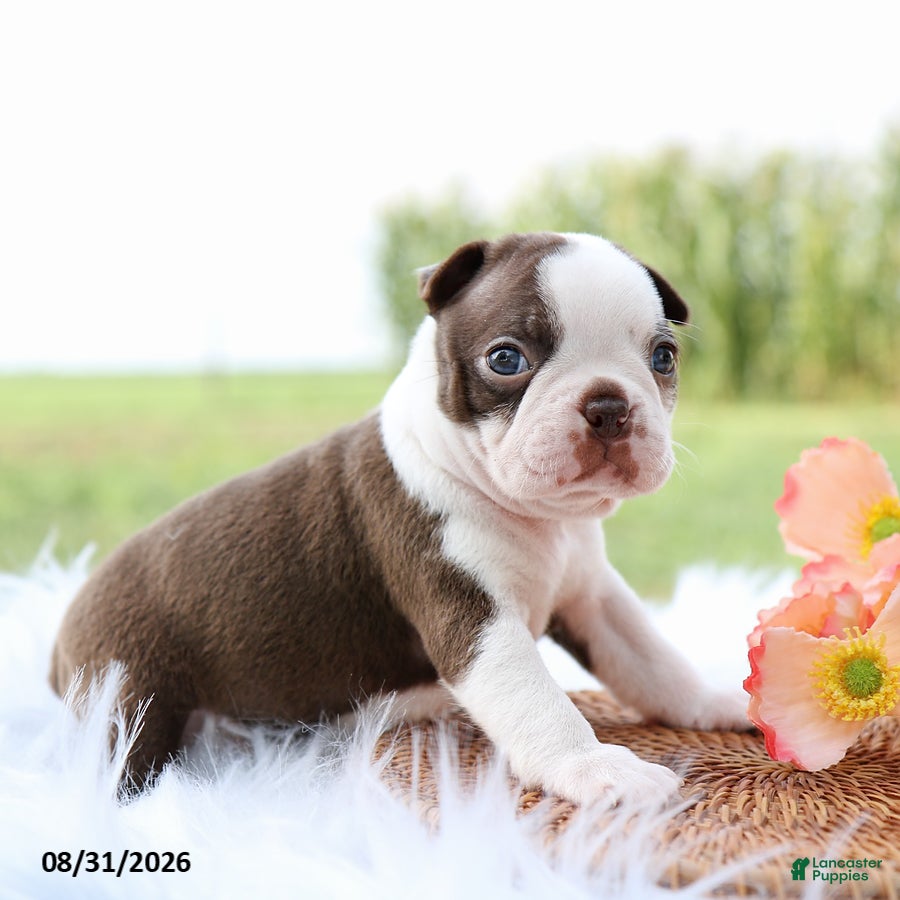 Boston Terrier dogs Dolly - Ad 1