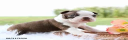 Boston Terrier dogs for sale: Dolly - Ad 1