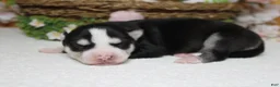 Siberian Husky dogs for sale: Atlas - Ad 7