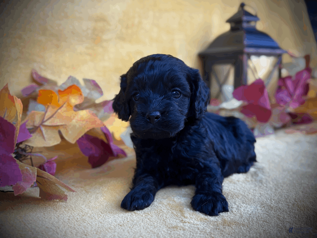 Cockapoo dogs for sale: Autumn  - Ad 10