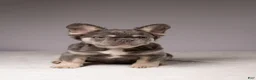 French Bulldog dogs for sale: MANGO - Ad 2