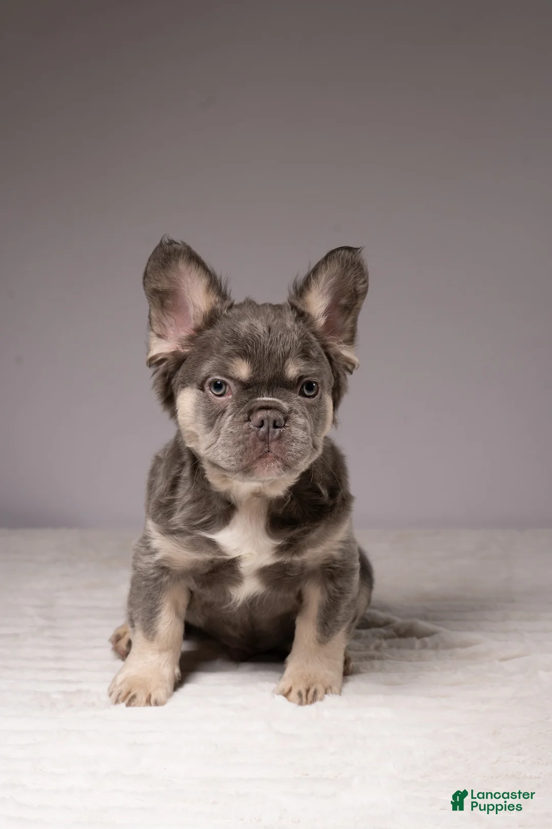French Bulldog dogs for sale: MANGO - Ad 2