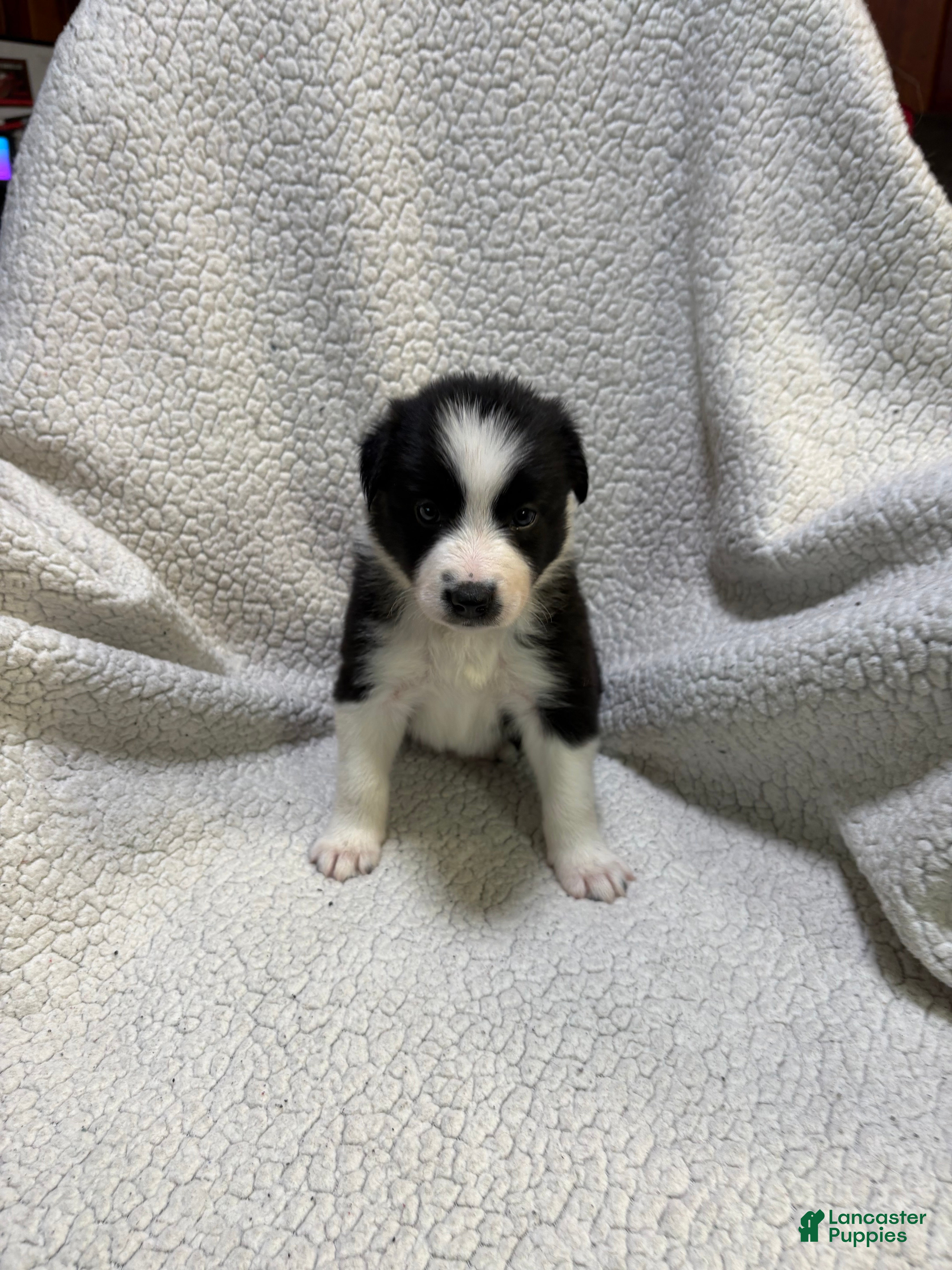 Border Collie dogs Panda  - Ad 26
