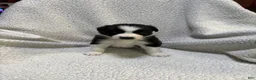 Border Collie dogs for sale: Panda  - Ad 1