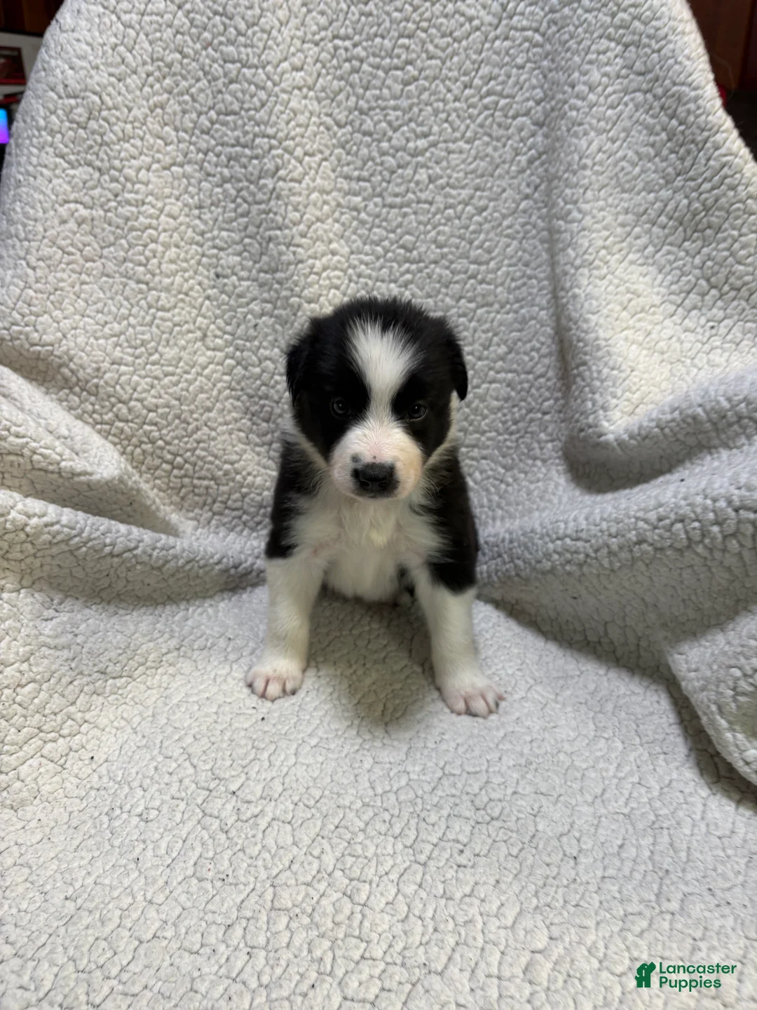 Border Collie dogs for sale: Panda  - Ad 1