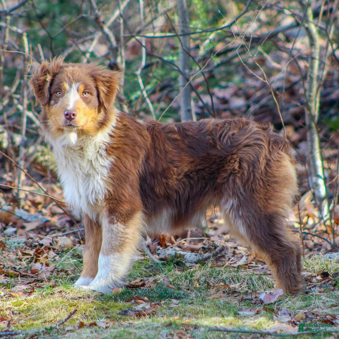 Mixed Breed dogs for sale: Micah - Ad 1