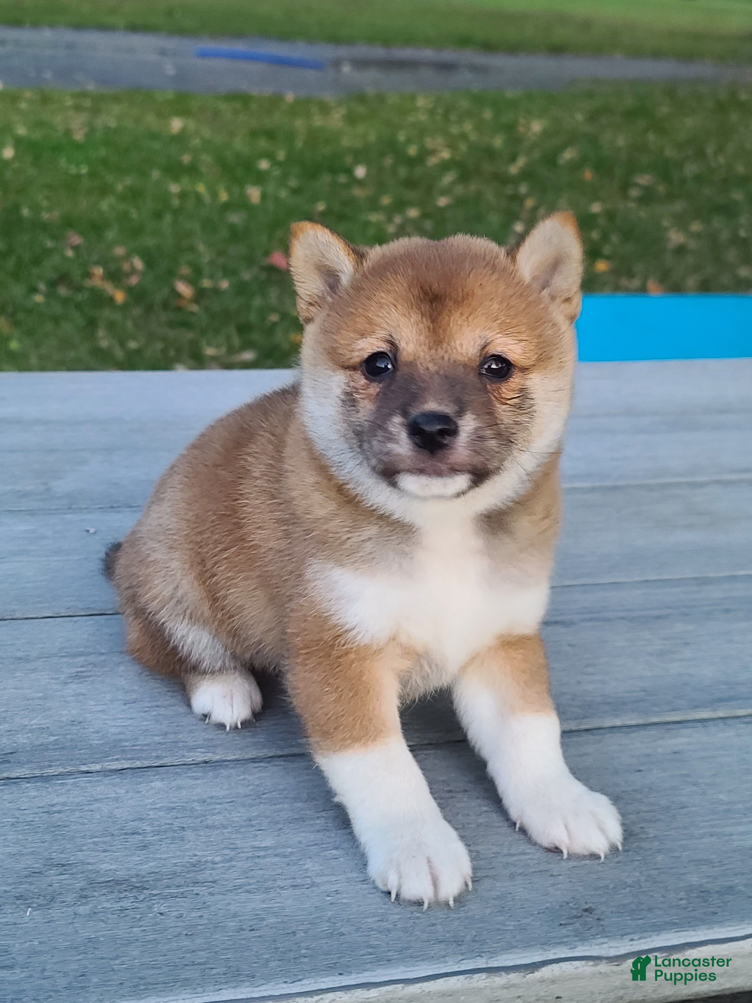 Shiba Inu dogs Reva  - Ad 26