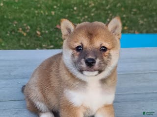 Shiba Inu dogs Reva - Ad 30