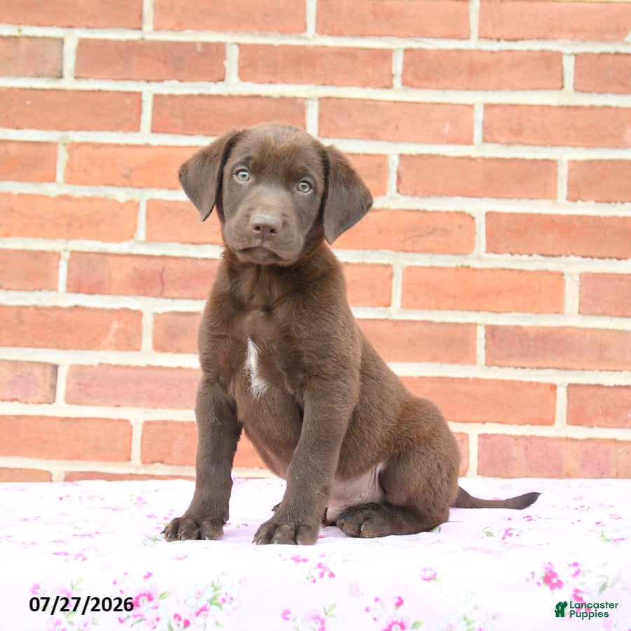 Labrador Retriever dogs Phoenix - Ad 1