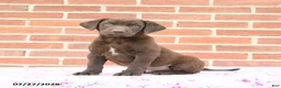Labrador Retriever dogs for sale: Phoenix - Ad 1