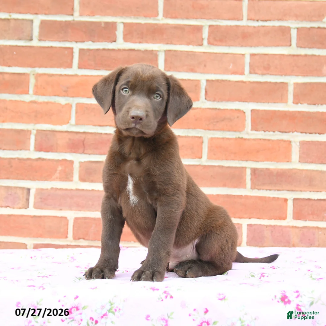 Labrador Retriever dogs for sale: Phoenix - Ad 1