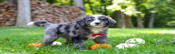 Bernedoodle dogs for sale: Chester - Ad 7