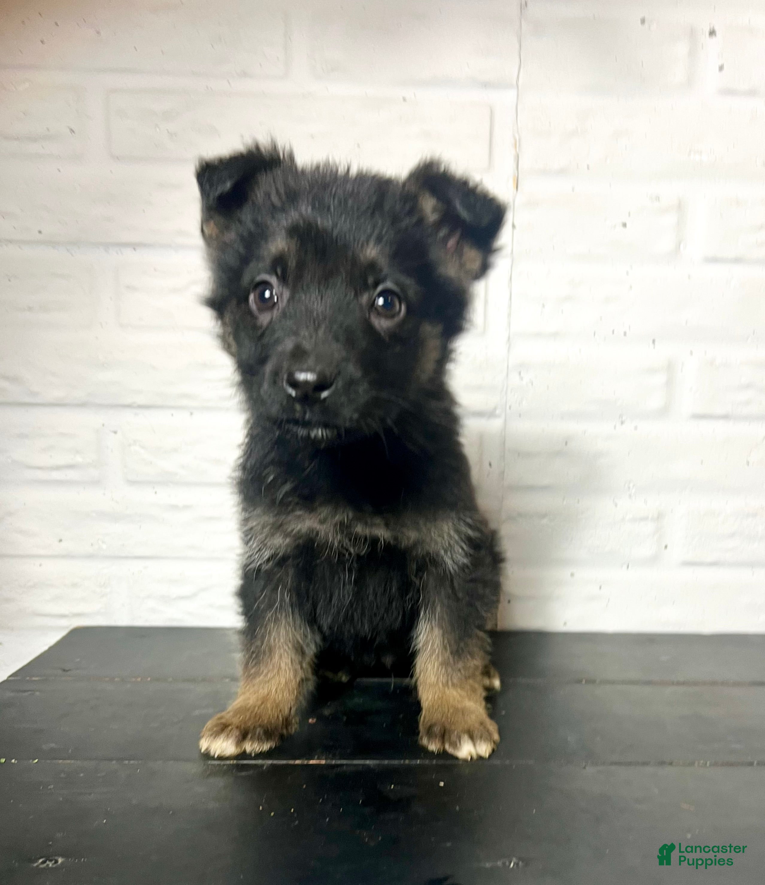 German Shepherd dogs Denali - Ad 29