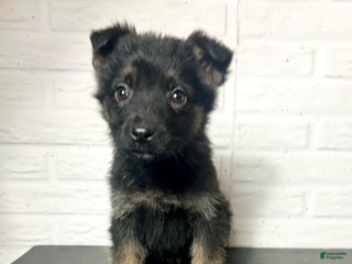 German Shepherd dogs Denali - Ad 5