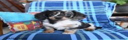 Miniature Dachshund dogs for sale: Lilly - Ad 3