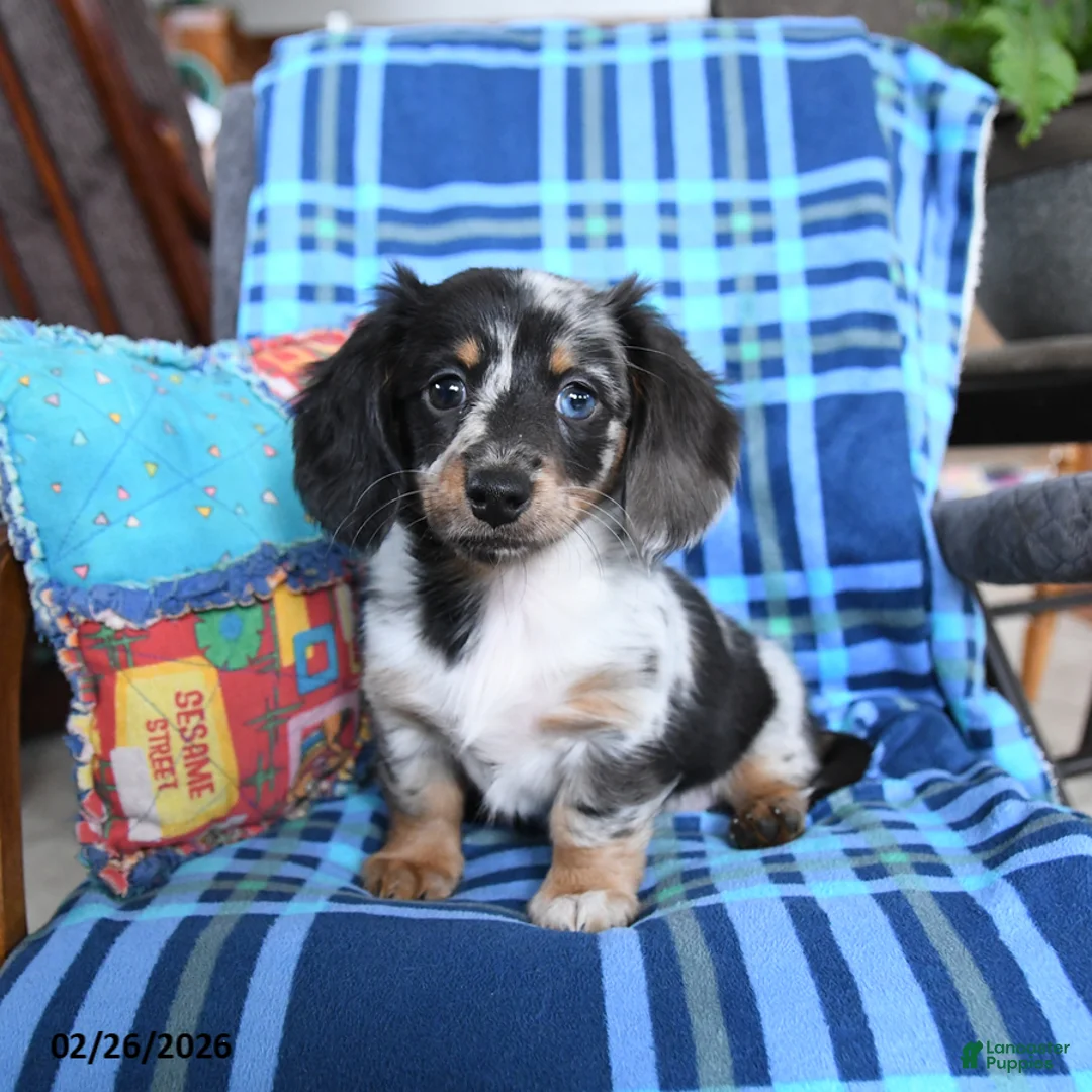 Miniature Dachshund dogs for sale: Lilly - Ad 3