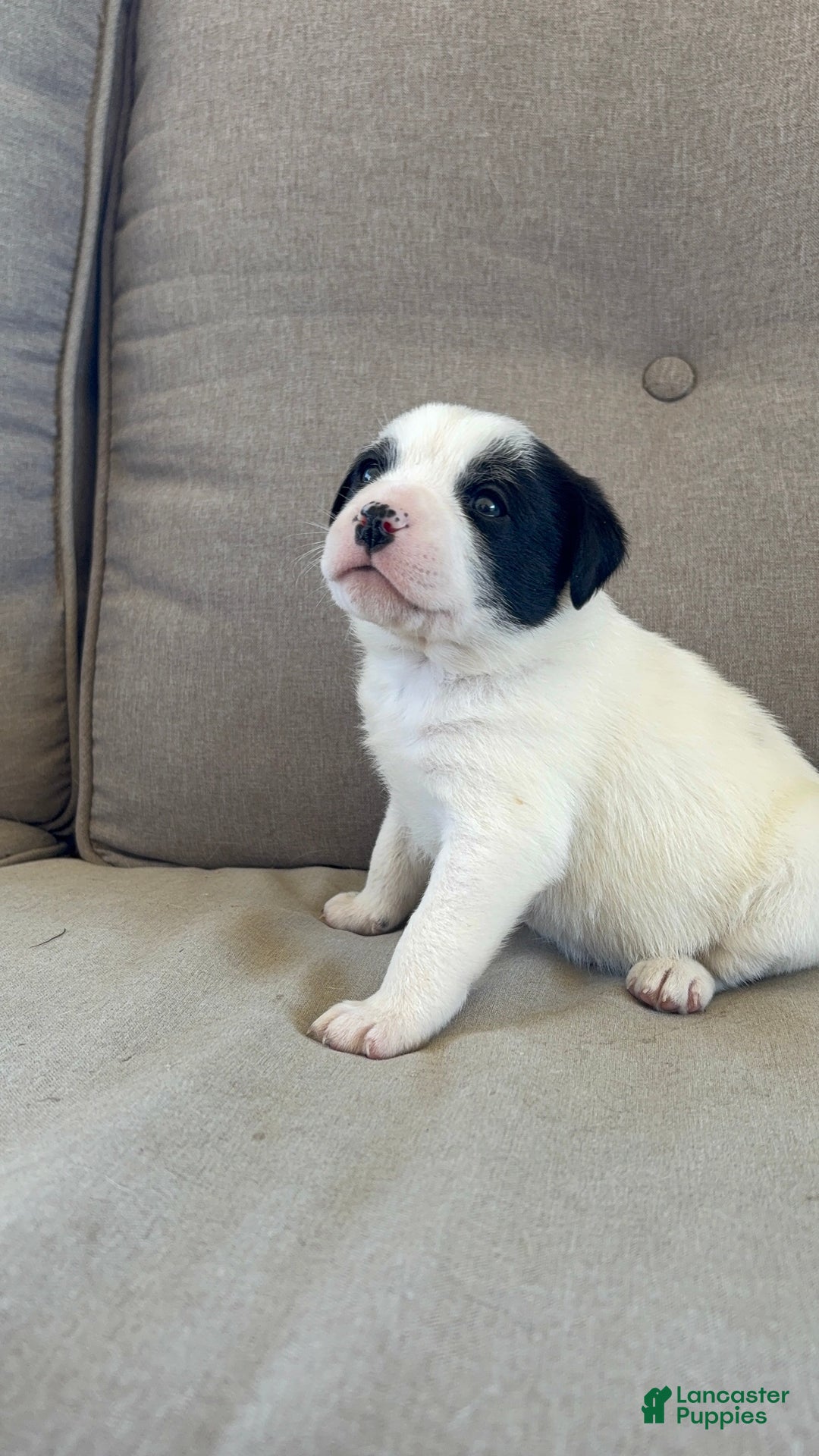 Mixed Breed dogs for sale: Mixed Breed Puppy 1 - Ad 1