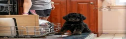 Bernedoodle dogs for sale: Olympic - Ready Now! - Ad 11