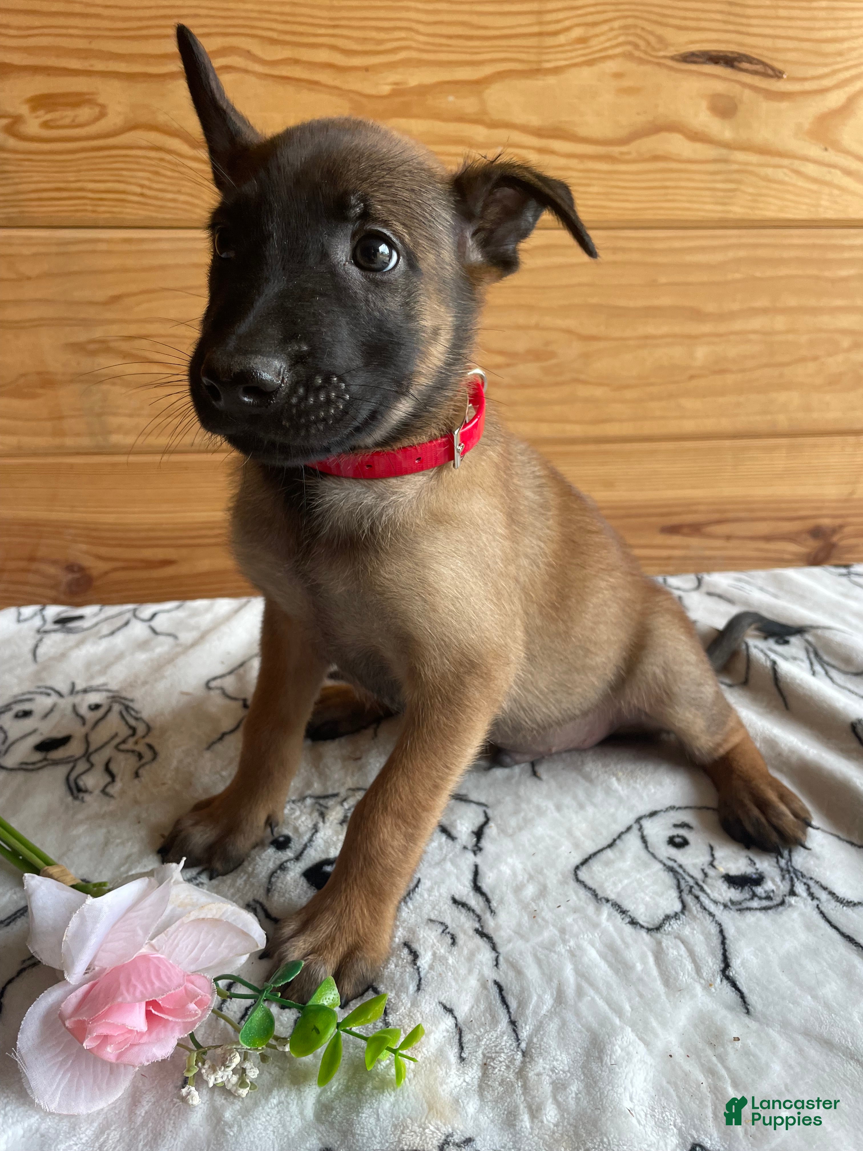 Belgian Malinois dogs Loki - Ad 36