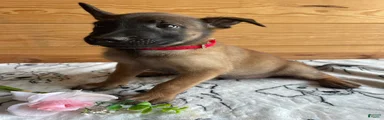 Loki