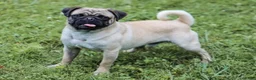 Pug dogs for sale: Casey - Ad 5