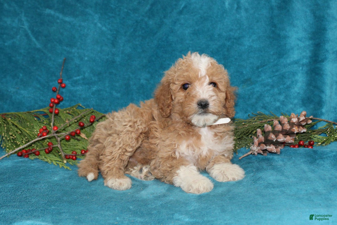 Mini Goldendoodle dogs for sale: Teddy - Ad 5