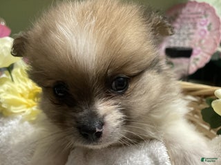 Pomeranian dogs Pomeranian Puppy 4 Doug - Ad 17