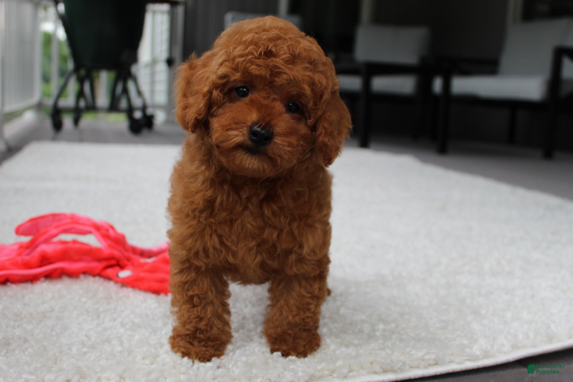 Toy Poodle dogs Tony - Ad 1