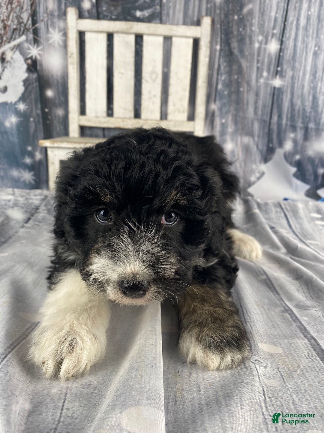 Aussiedoodle dogs for sale: Bella - Ad 12