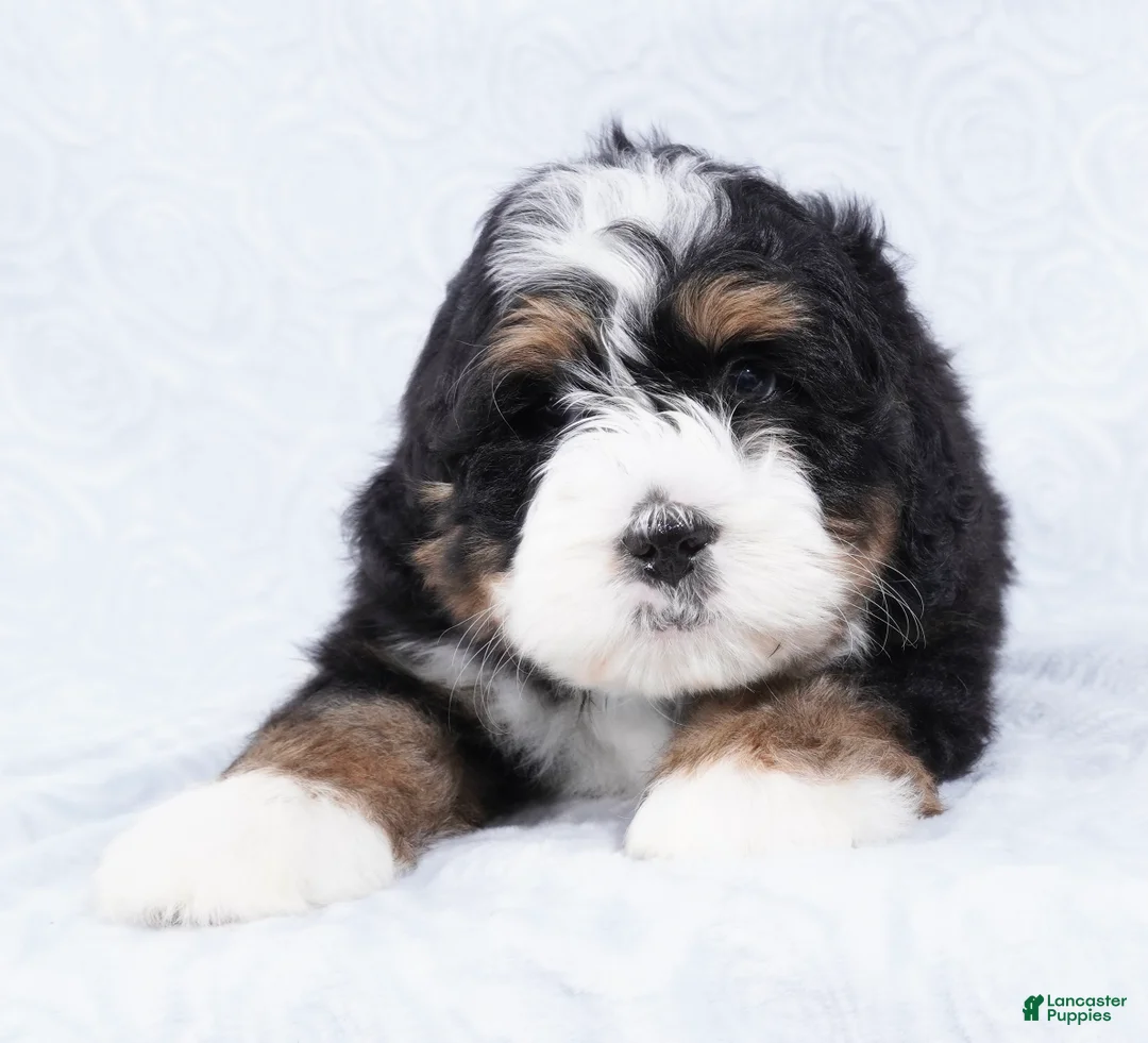 Mini Bernedoodle dogs for sale: Cole  - Ad 2